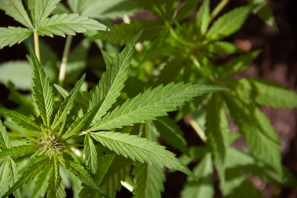 Quels sont les bienfaits du CBD ?