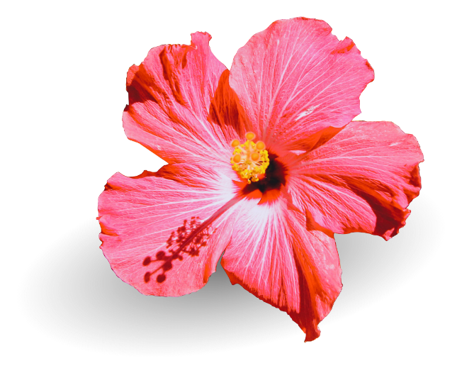 Hawaiian hibiscus