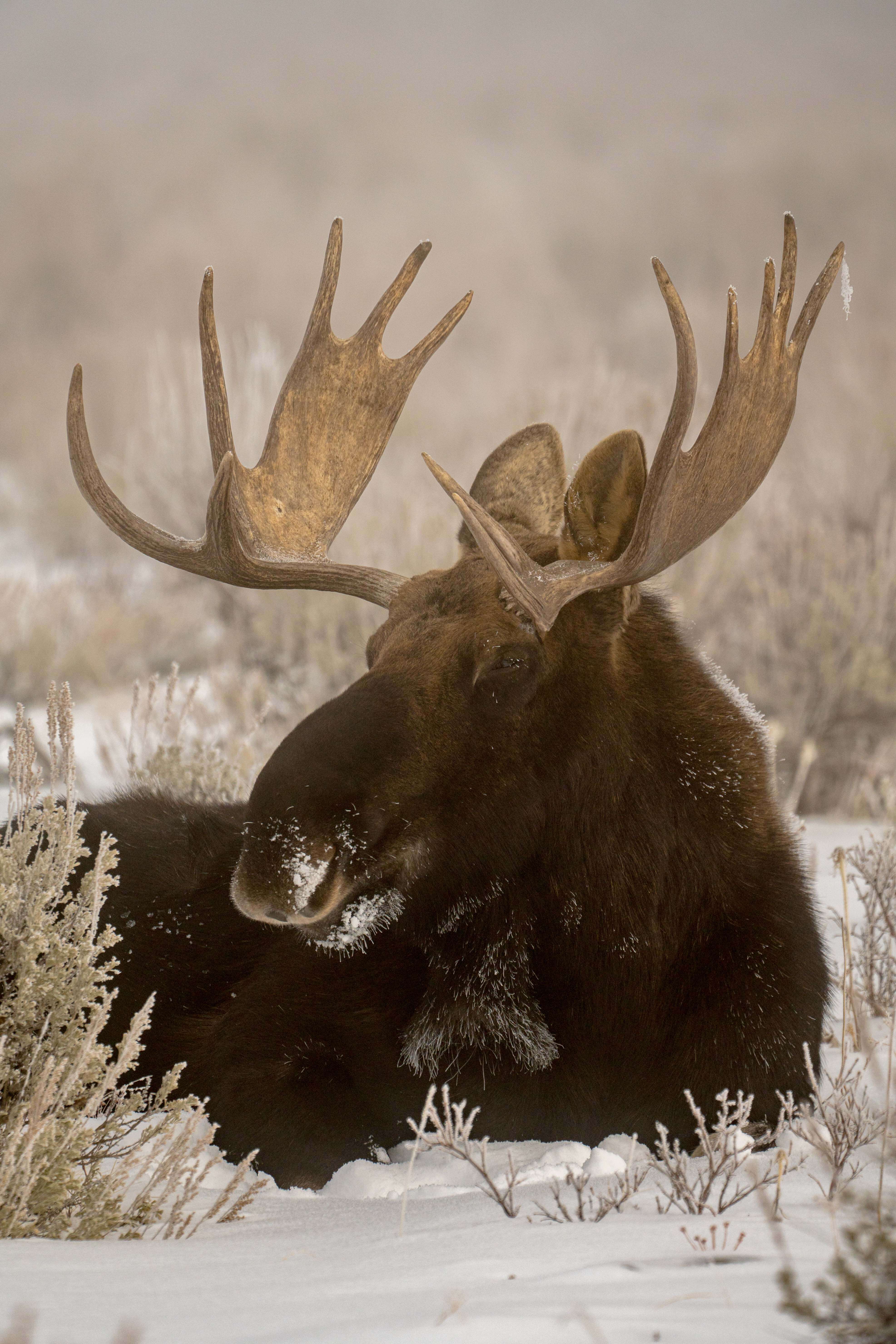 You know it's cold when your antlers have icicles