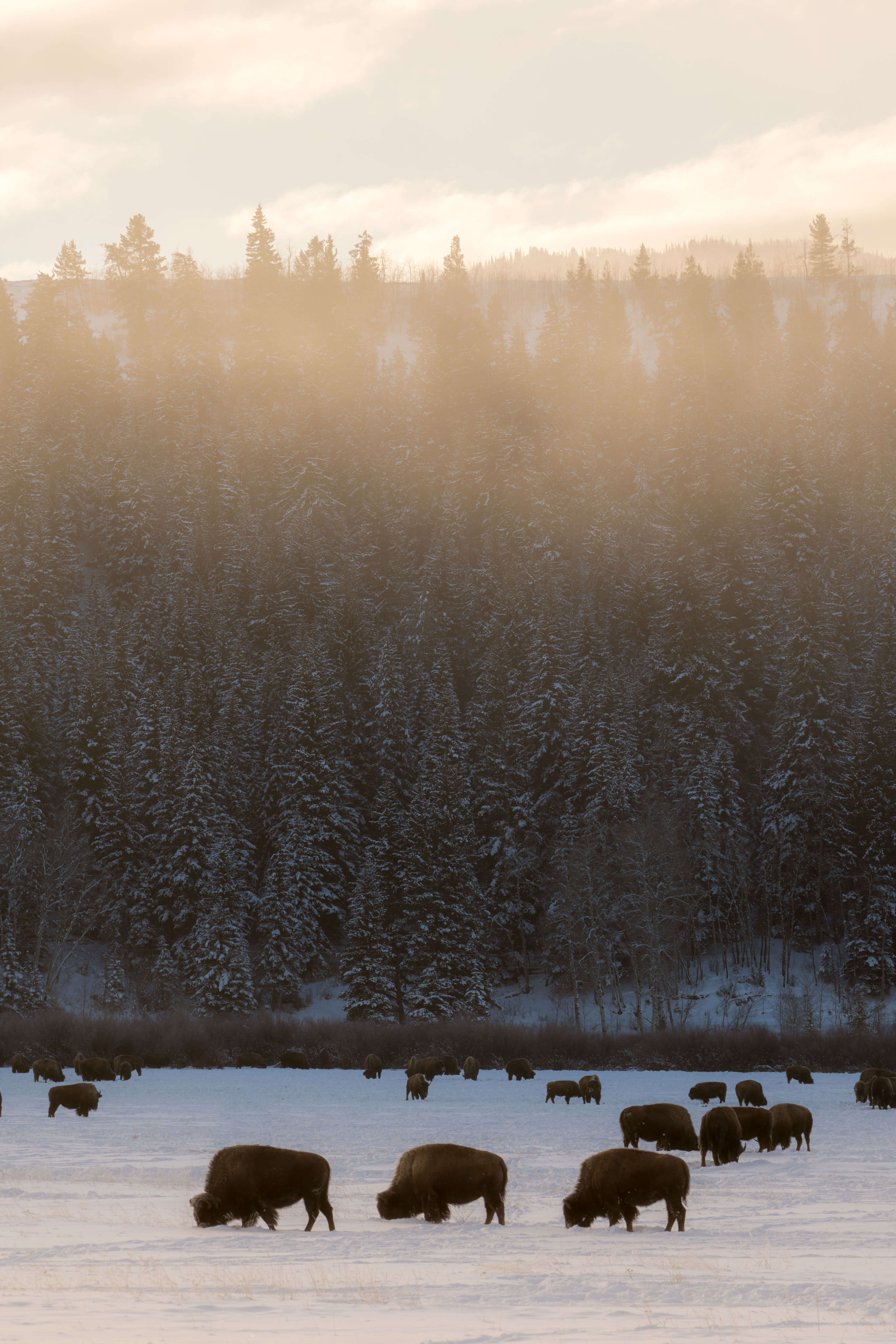 The fog lifted to reveal these bison grazing in perfect unison