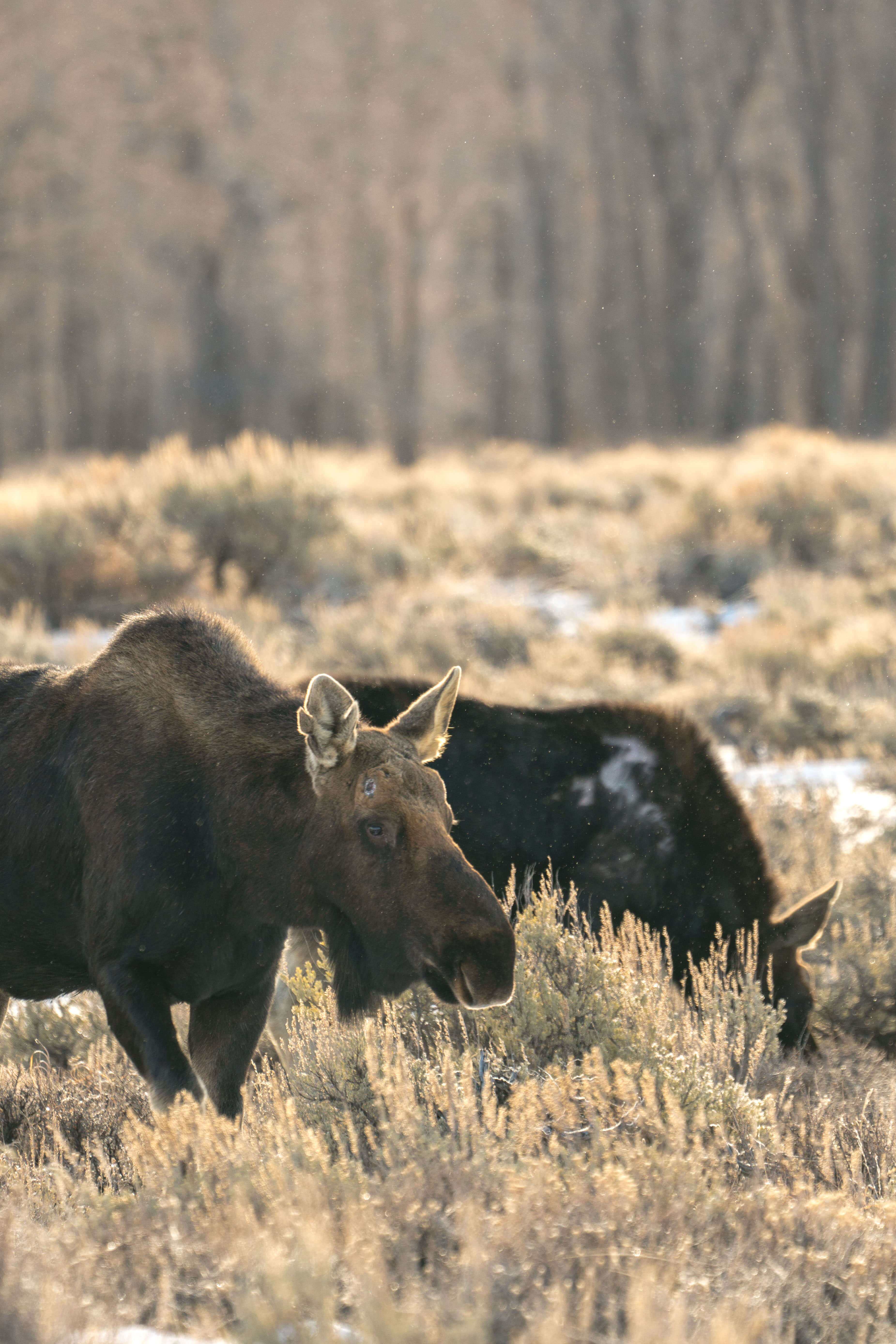 A bull moose, sans antlers, grazing with his lady in the early morning