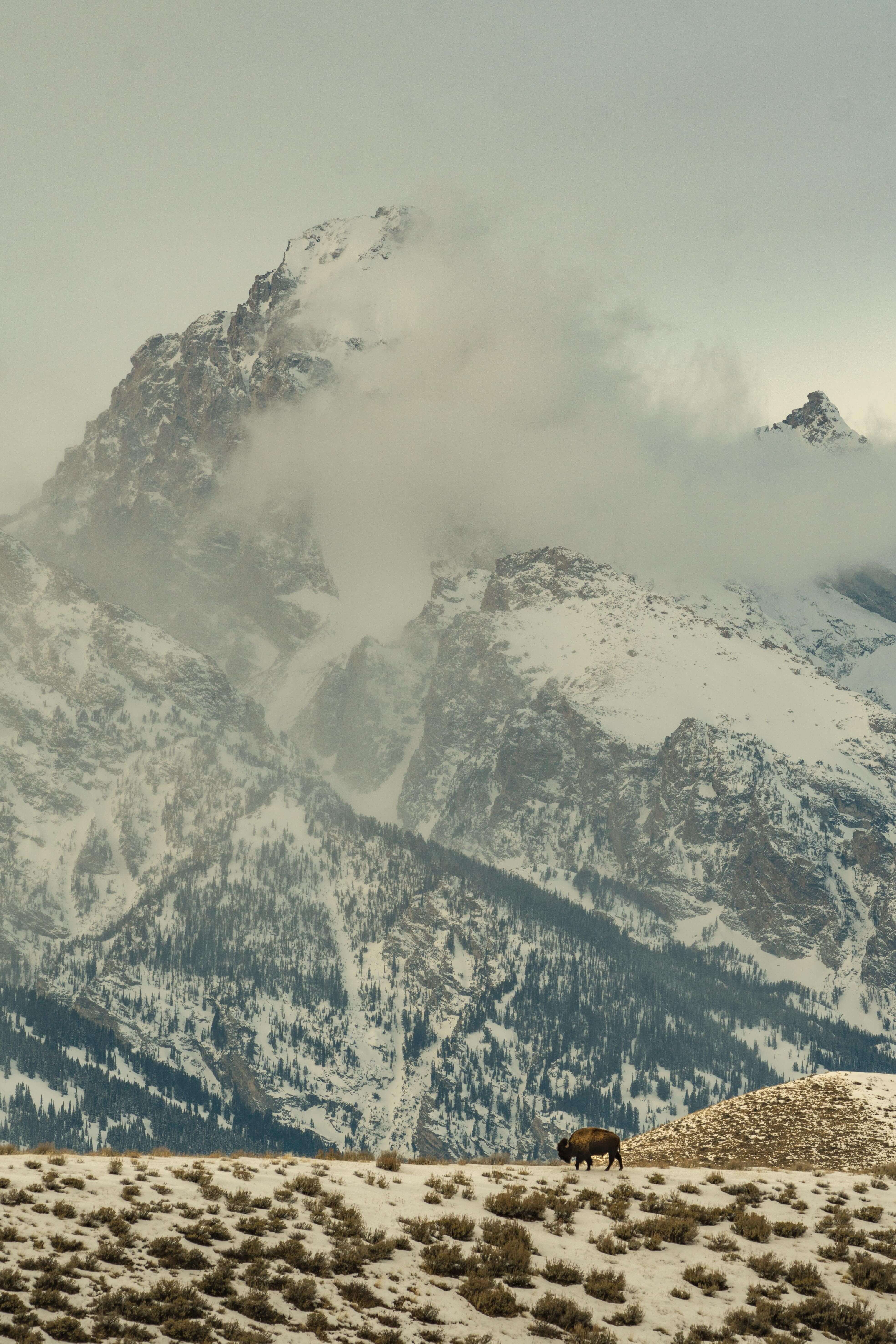 The bison and the Grand Teton