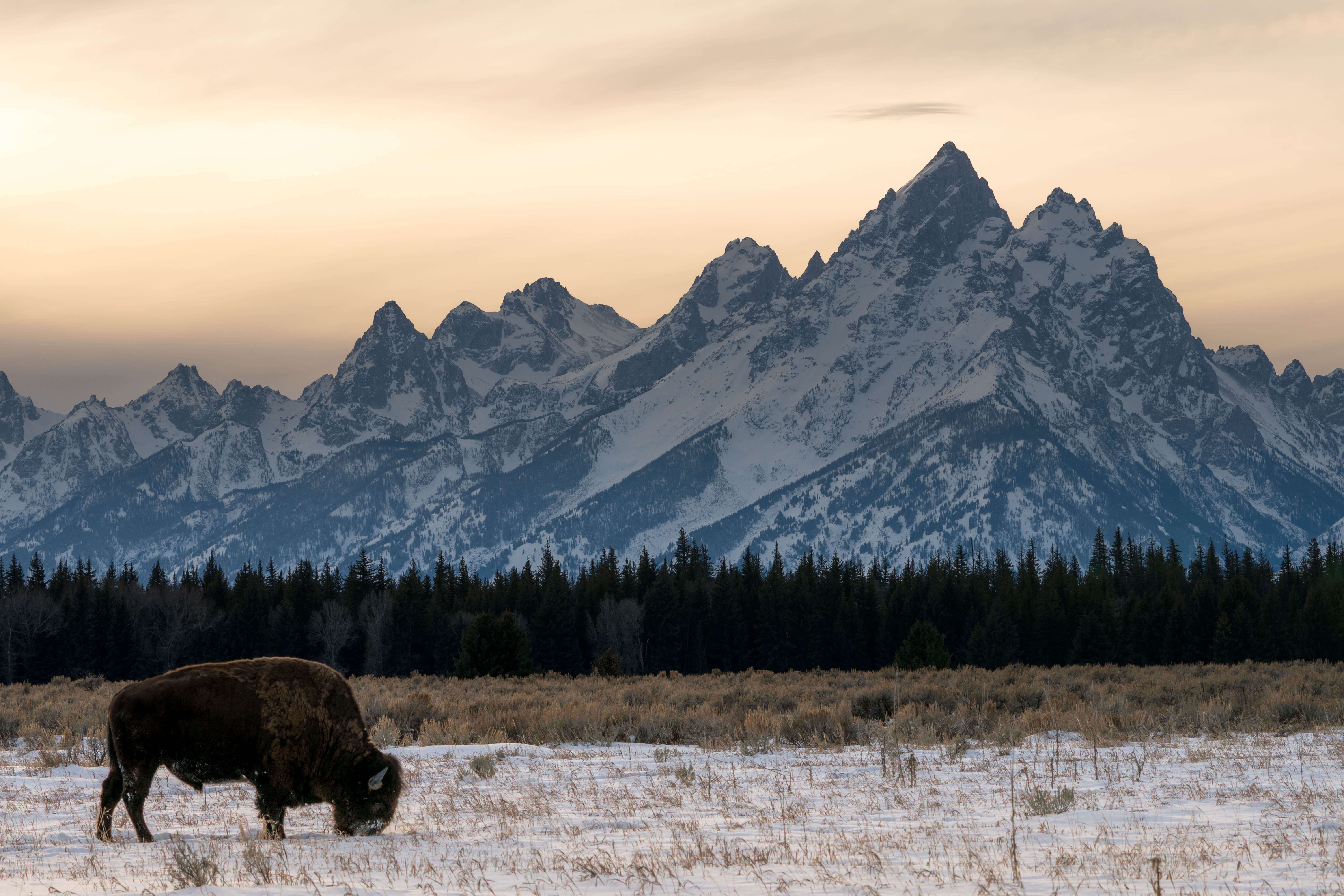 Sunset and the bison