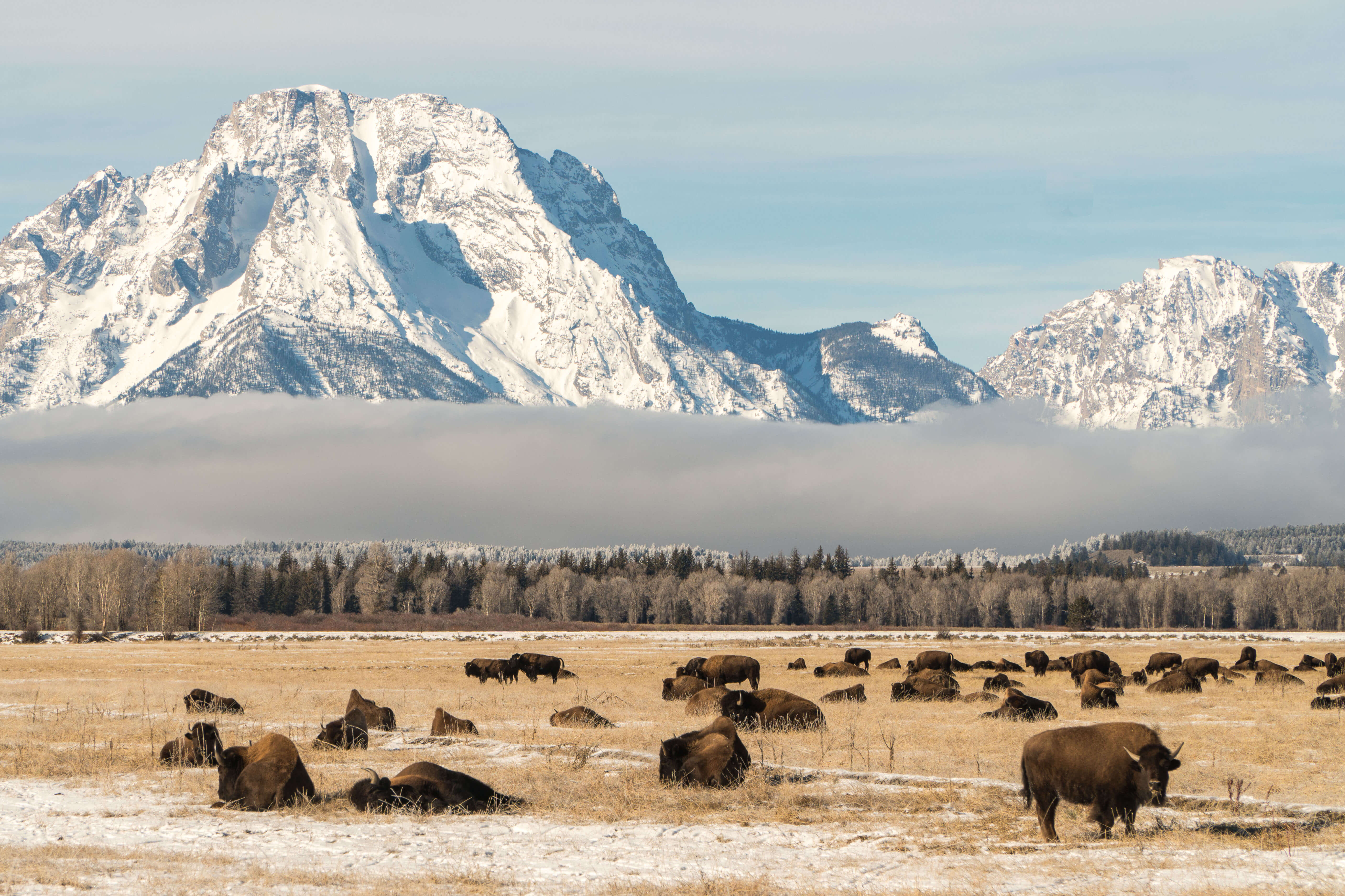 Mount Moran and the bison