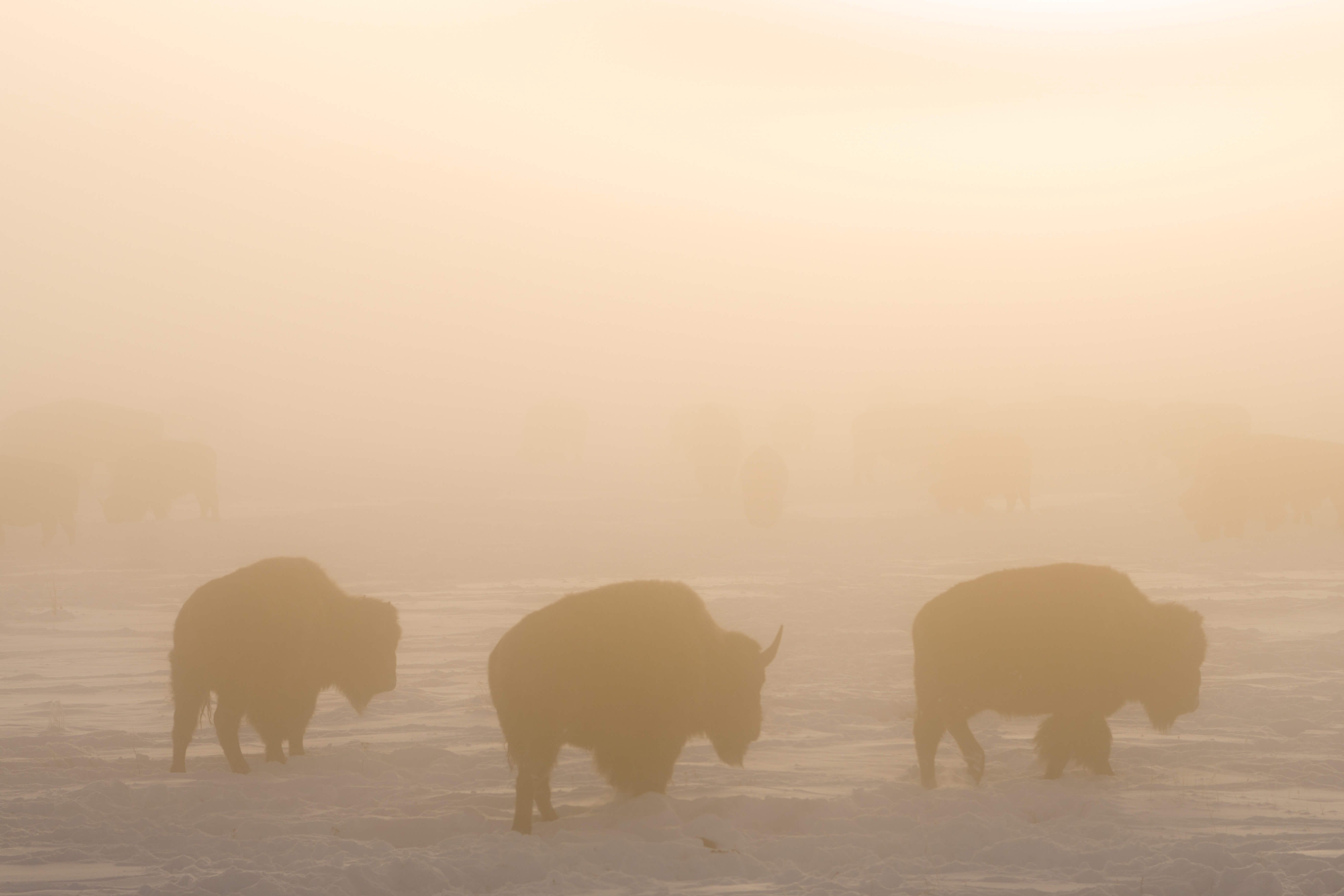 Foggy mornings with the herd