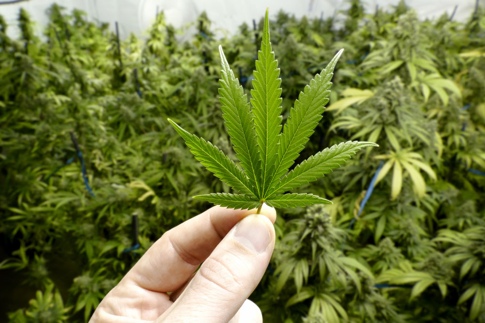 Empreendedorismo gerado pela liberação da maconha