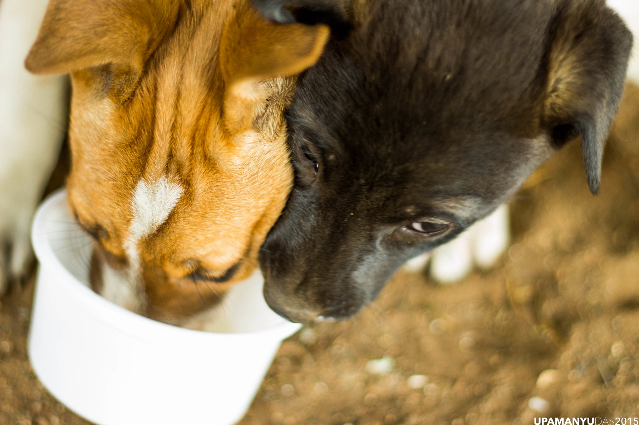 the-5-best-dog-water-bowls-for-messy-drinkers-natural-dog-owner