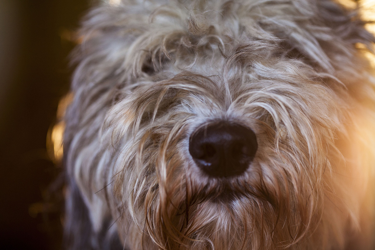 The ultimate guide to Goldendoodle brushes