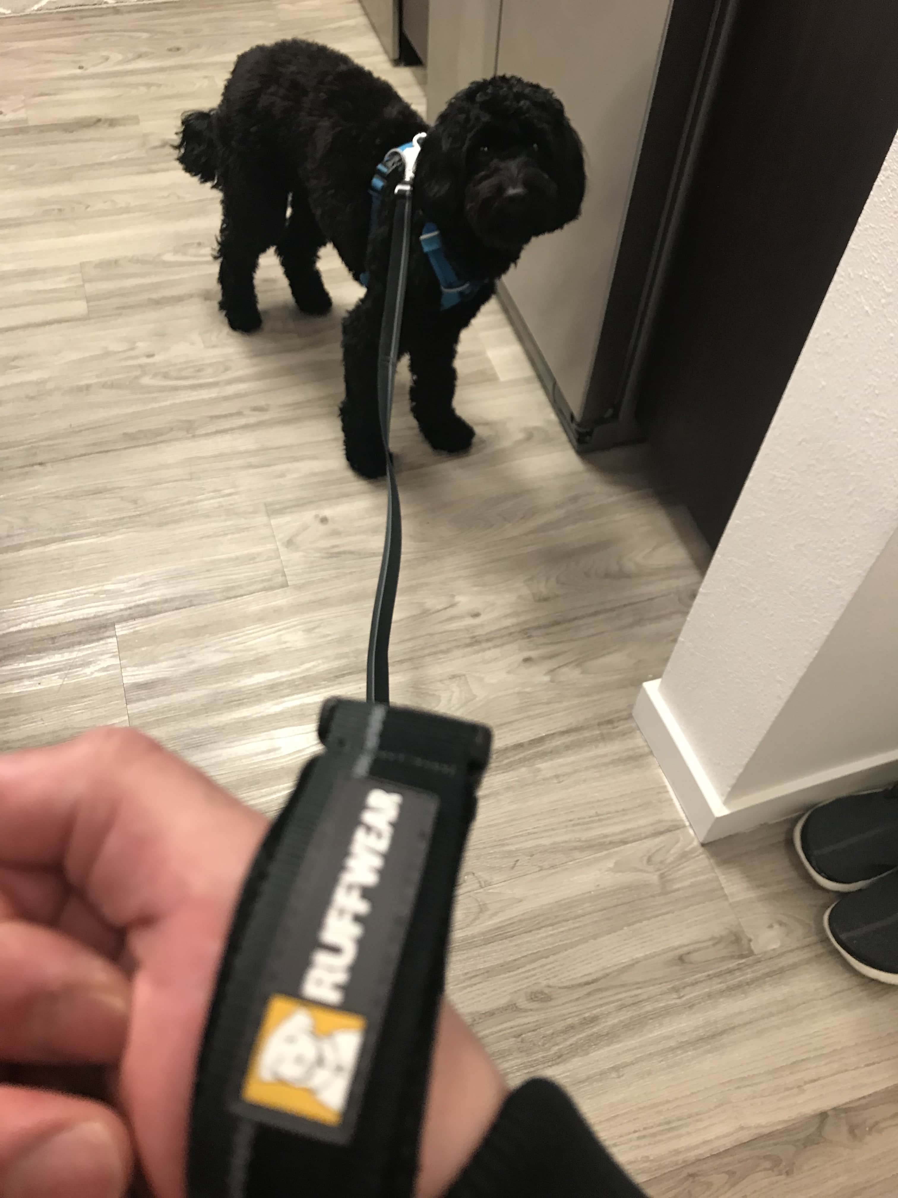 chew proof retractable dog leash