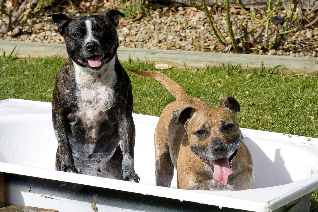 outside dog bath