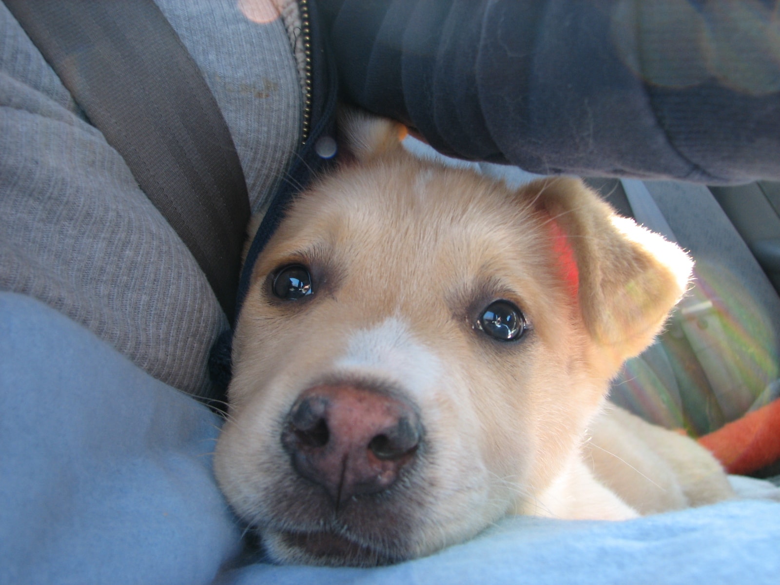 PuppyLife: Bringing Home a New Puppy