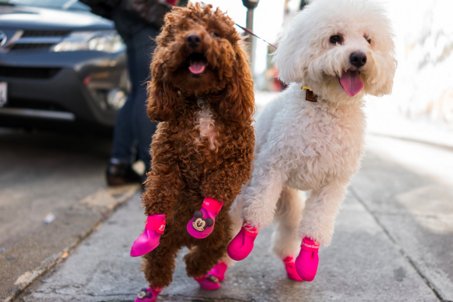 dog booties to protect from heat