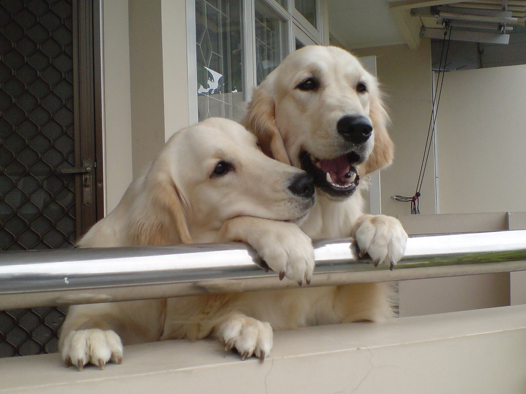 7 things you need to do to dog proof your balcony Natural Dog Owner