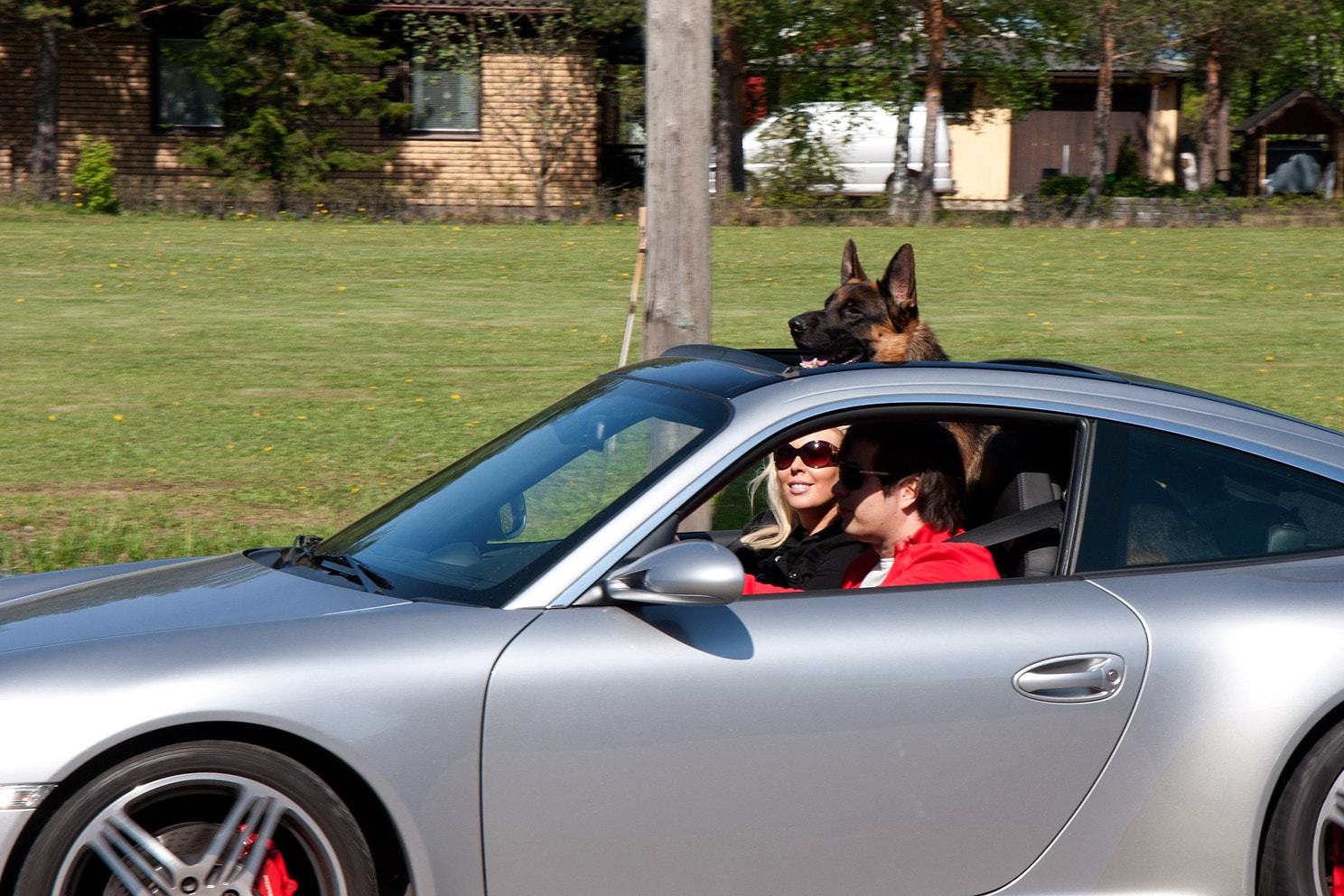 foldable dog steps for car