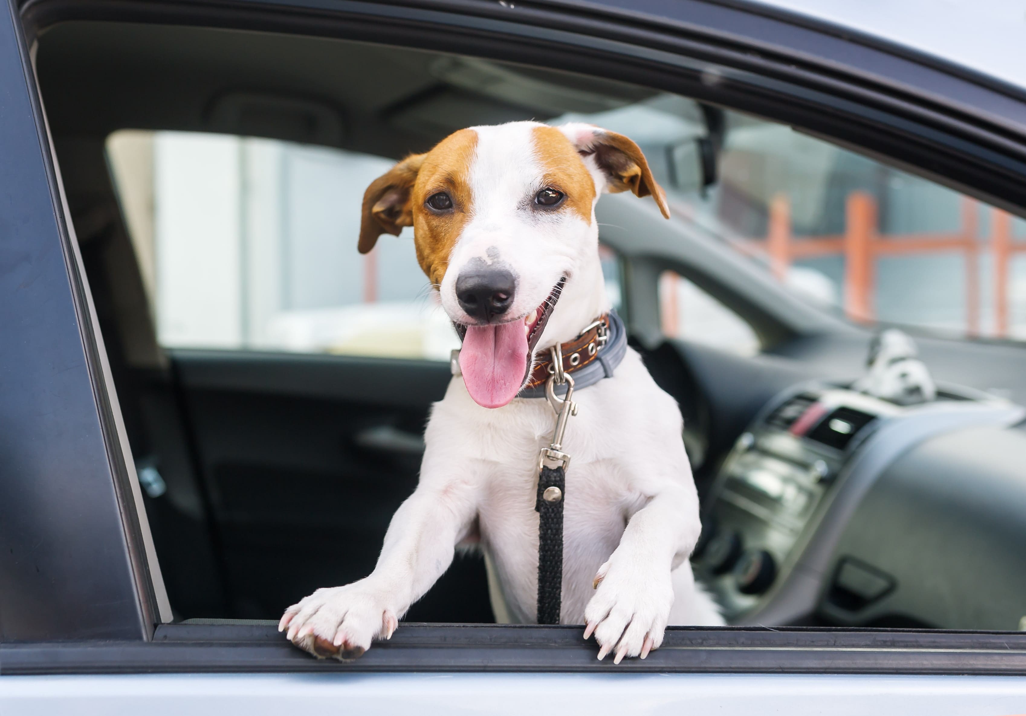 hdp car dog harness