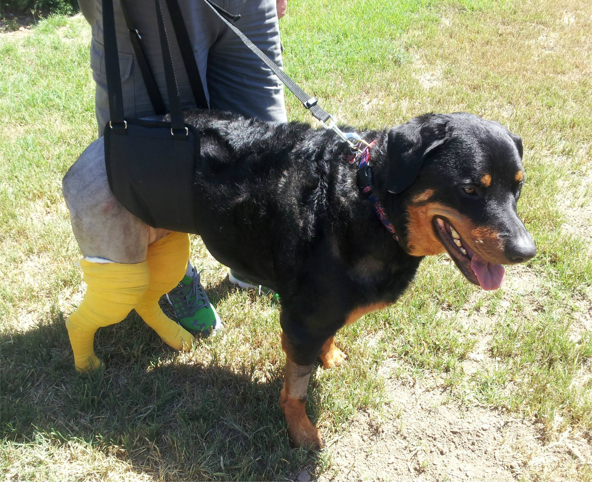 hip doggie harness
