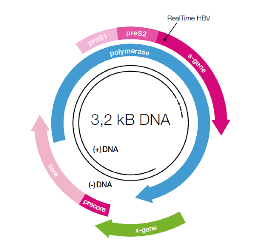 HBV DNA değeri pozitif ne demek?