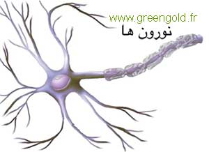 نورون های مریضی الزیمر