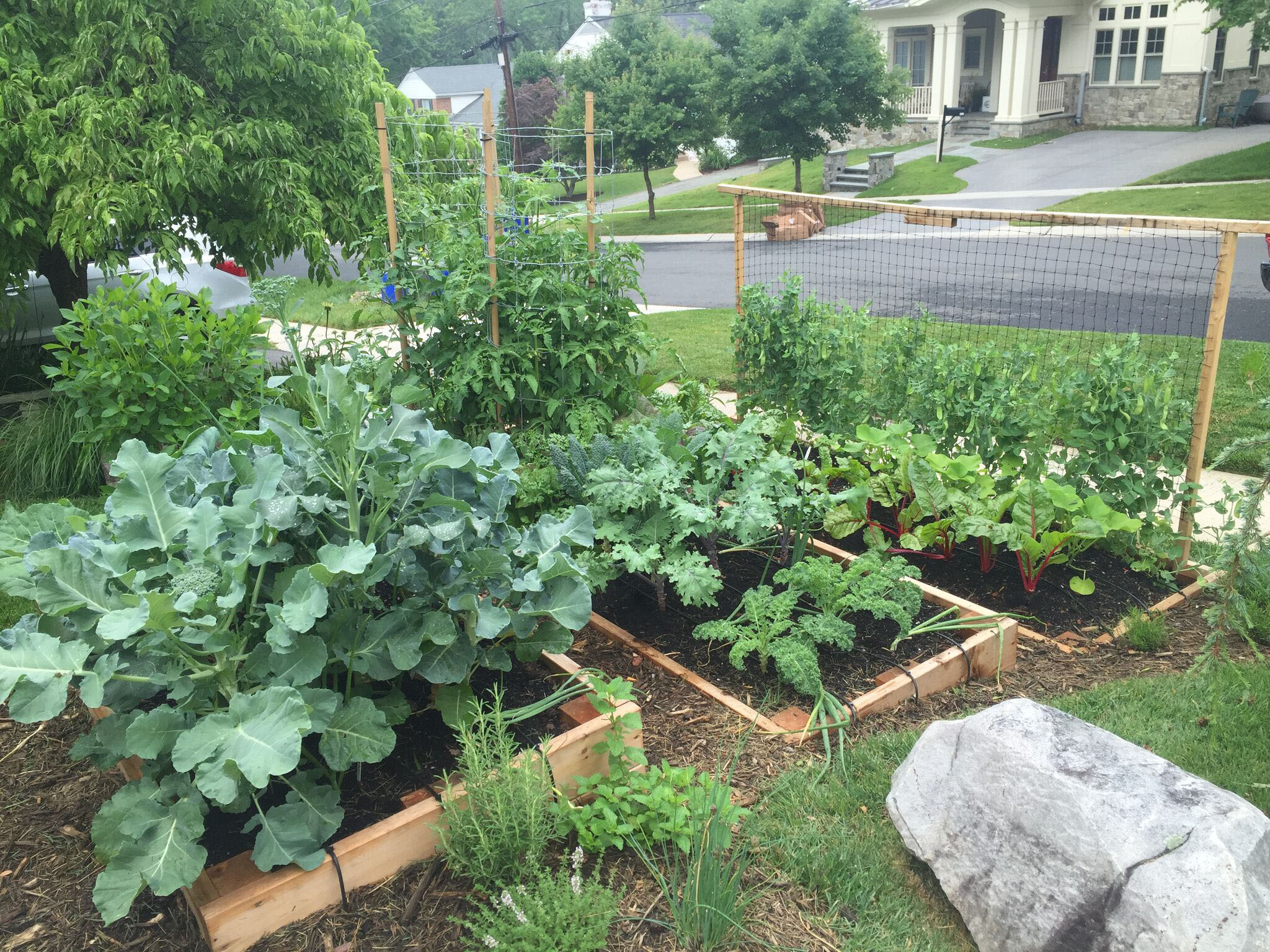 Why You Should Plant A Front Yard Veggie Garden