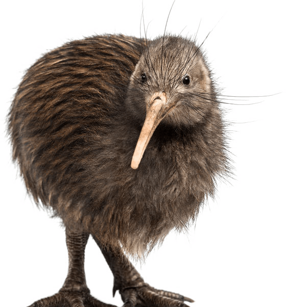 Kiwi Bird